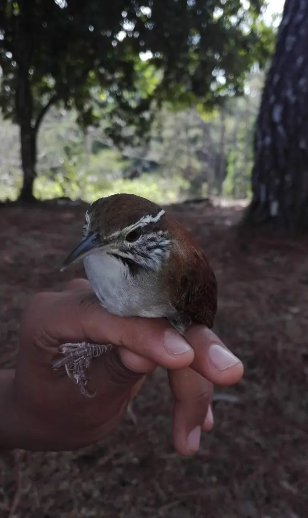 棕白苇鹪鹩(Thryophilus rufalbus)