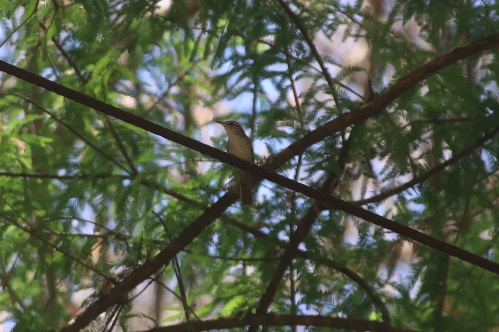 斑臀苇鹪鹩(Thryophilus sinaloa)