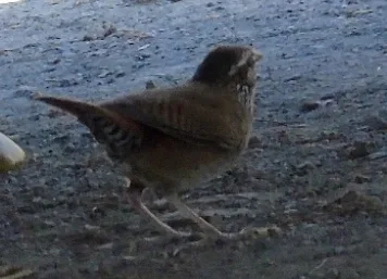 斑臀苇鹪鹩(Thryophilus sinaloa)