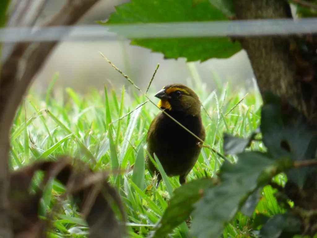 黄脸草雀(Tiaris olivaceus)
