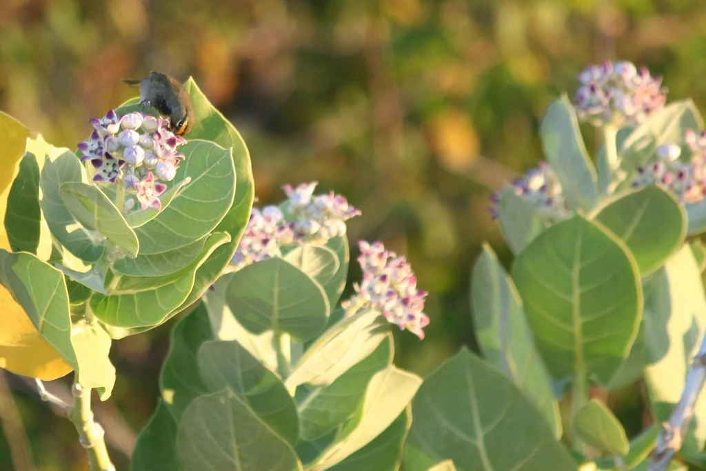 黄脸草雀(Tiaris olivaceus)