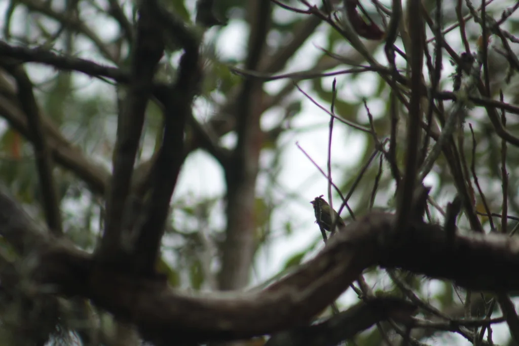 黄脸草雀(Tiaris olivaceus)