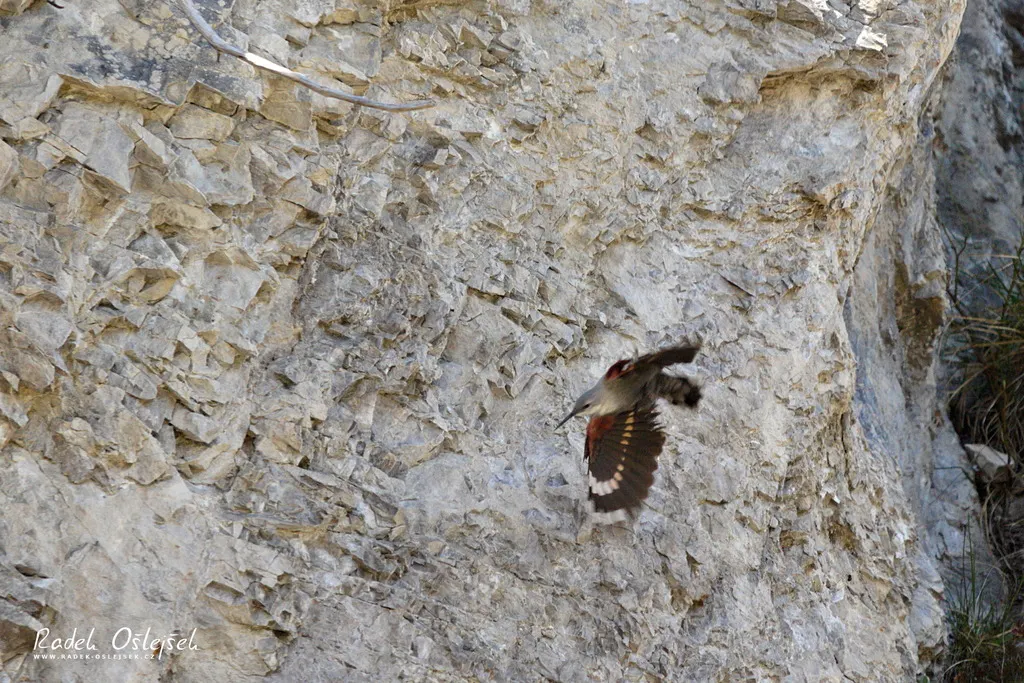 红翅旋壁雀(Tichodroma muraria)