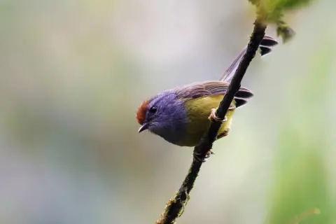 宽嘴鹟莺