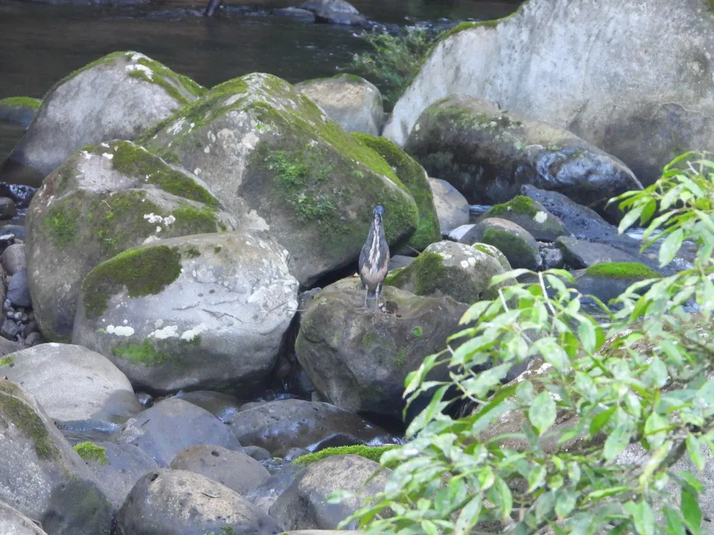 横纹虎鹭（Tigrisoma fasciatum）