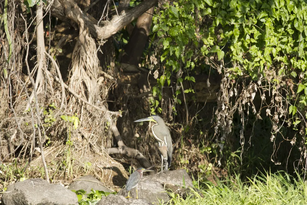 裸喉虎鹭(Tigrisoma mexicanum)