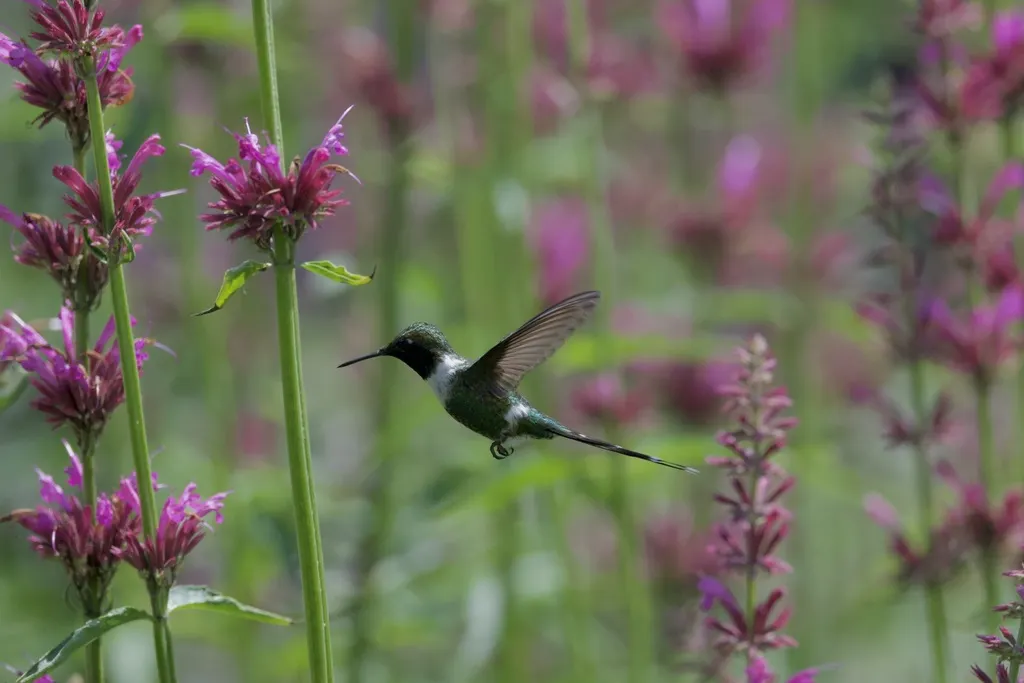 火尾蜂鸟（Tilmatura dupontii）