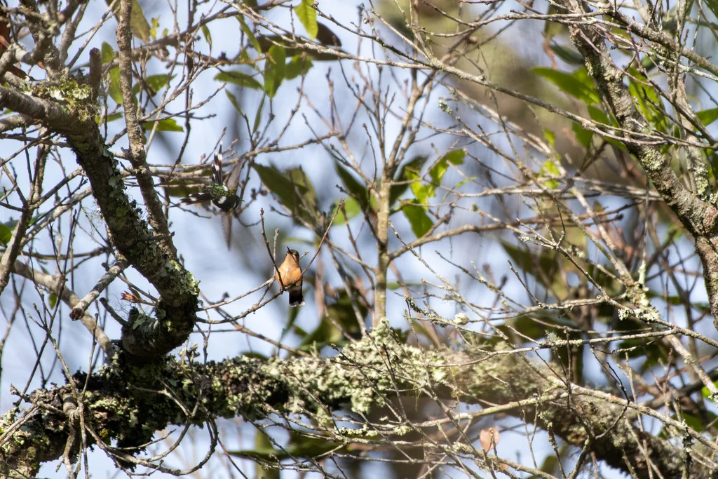 火尾蜂鸟（Tilmatura dupontii）