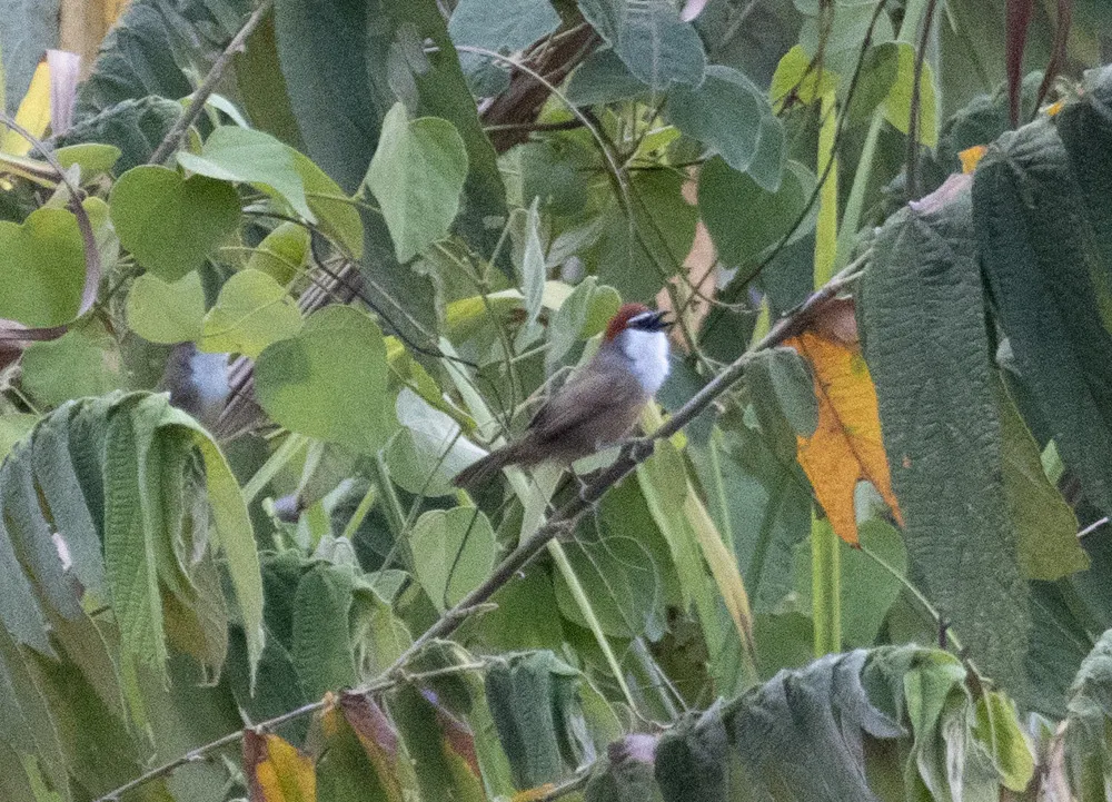 红顶鹛(Timalia pileata)