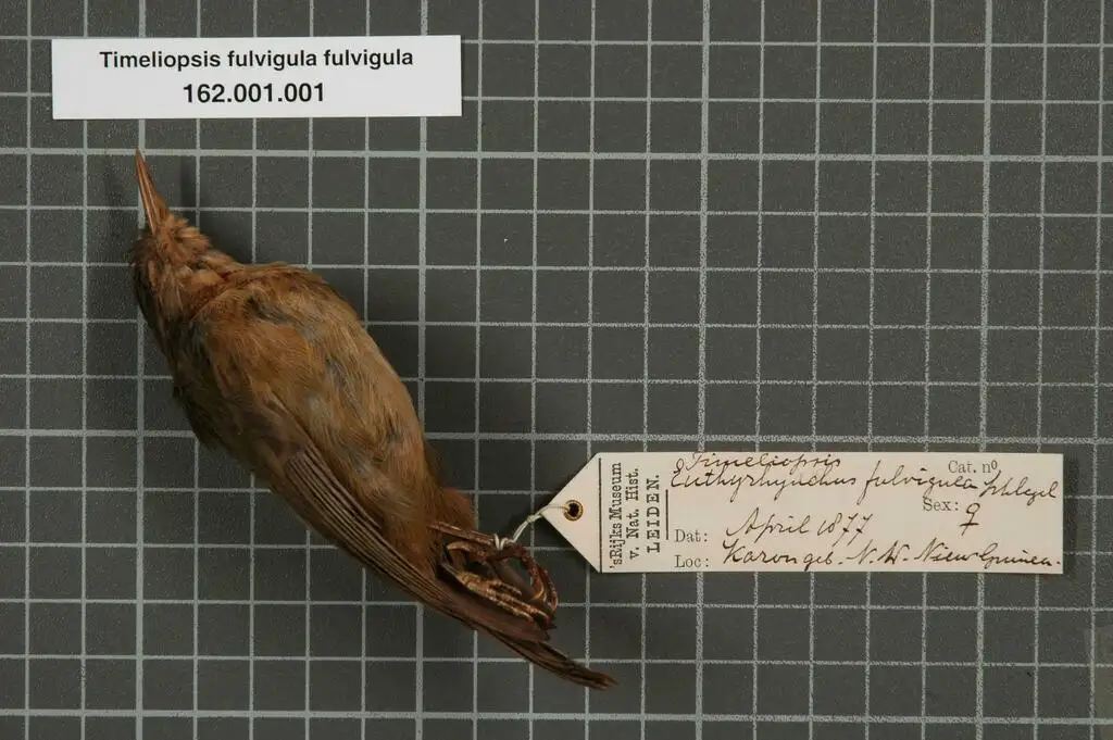 黄喉直嘴吸蜜鸟(Timeliopsis fulvigula)