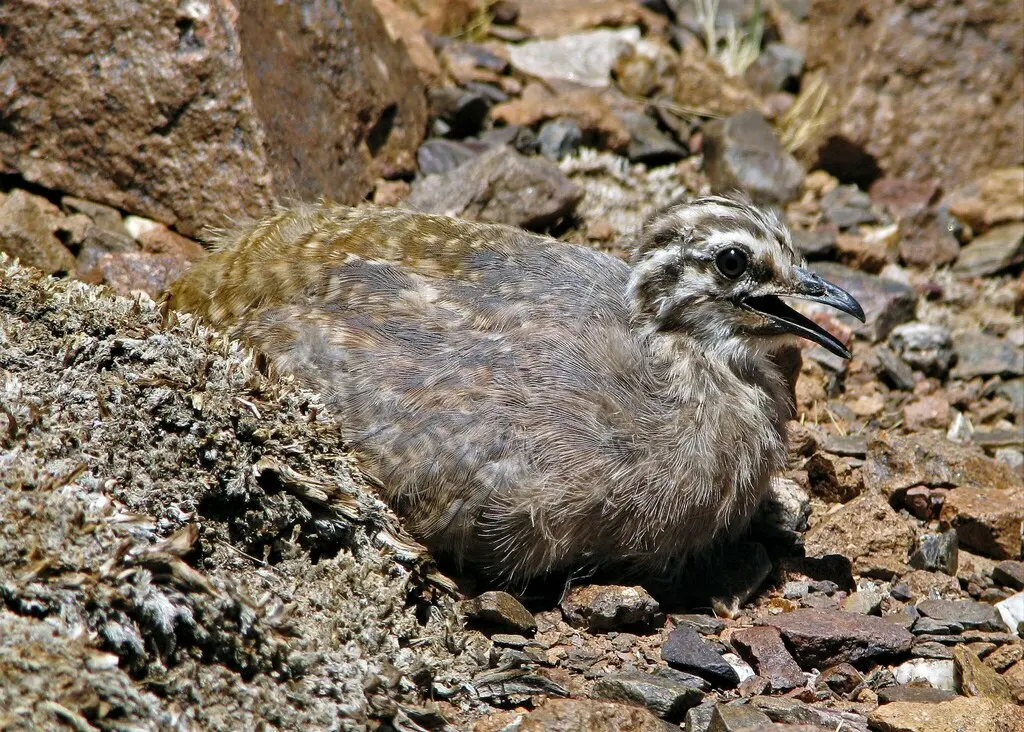 北山䳍(Tinamotis pentlandii)