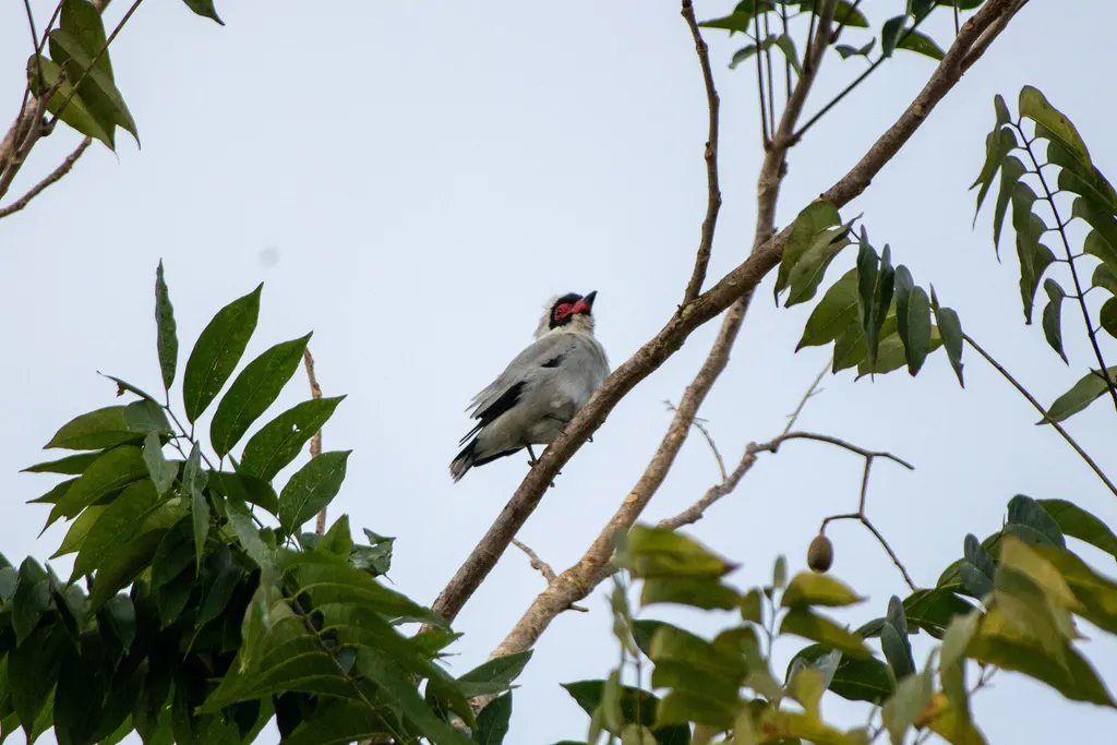 花脸蒂泰霸鹟(Tityra semifasciata)