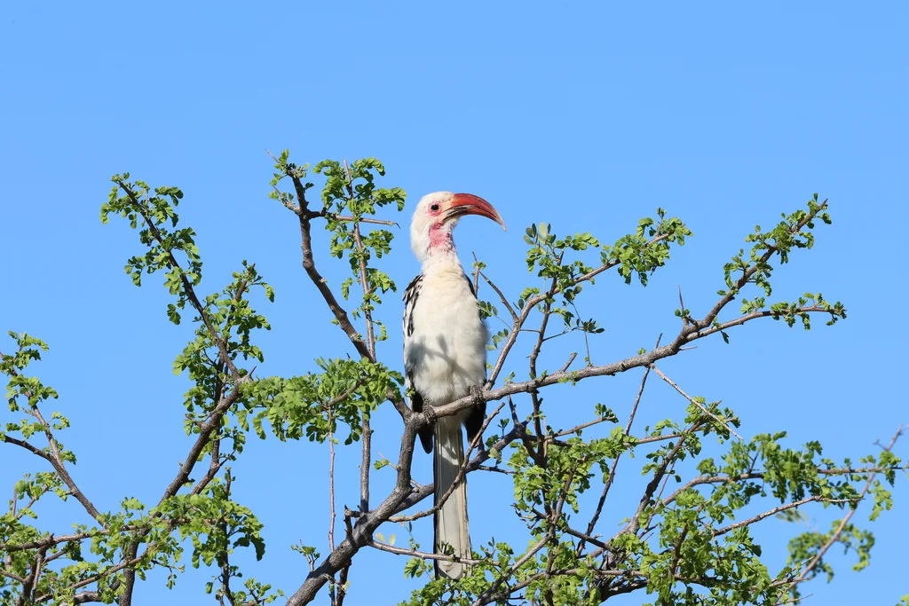达马拉红嘴犀鸟(Tockus damarensis)