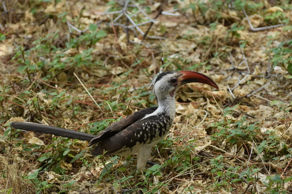 红嘴弯嘴犀鸟(Tockus erythrorhynchus)
