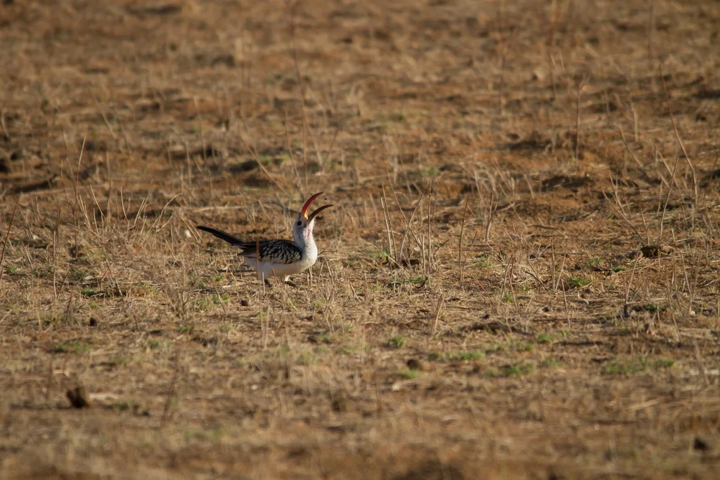 红嘴弯嘴犀鸟(Tockus erythrorhynchus)