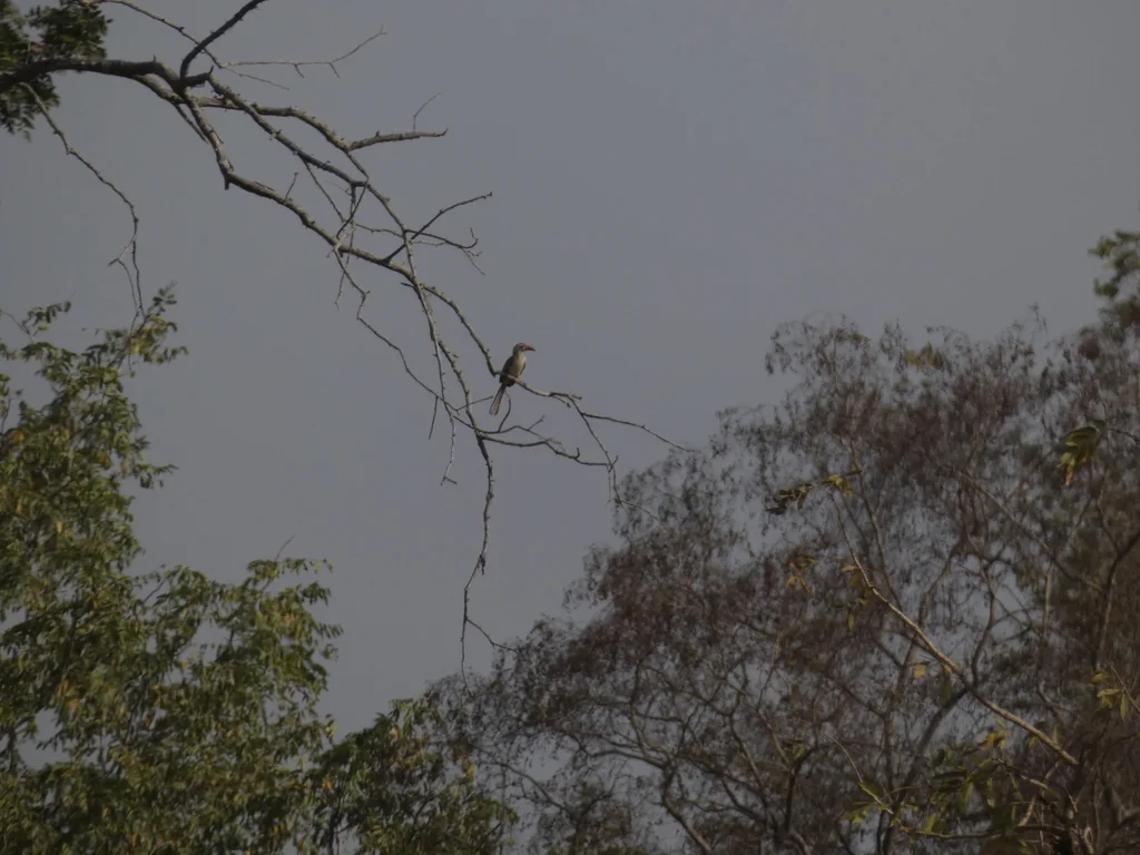 红嘴弯嘴犀鸟(Tockus erythrorhynchus)