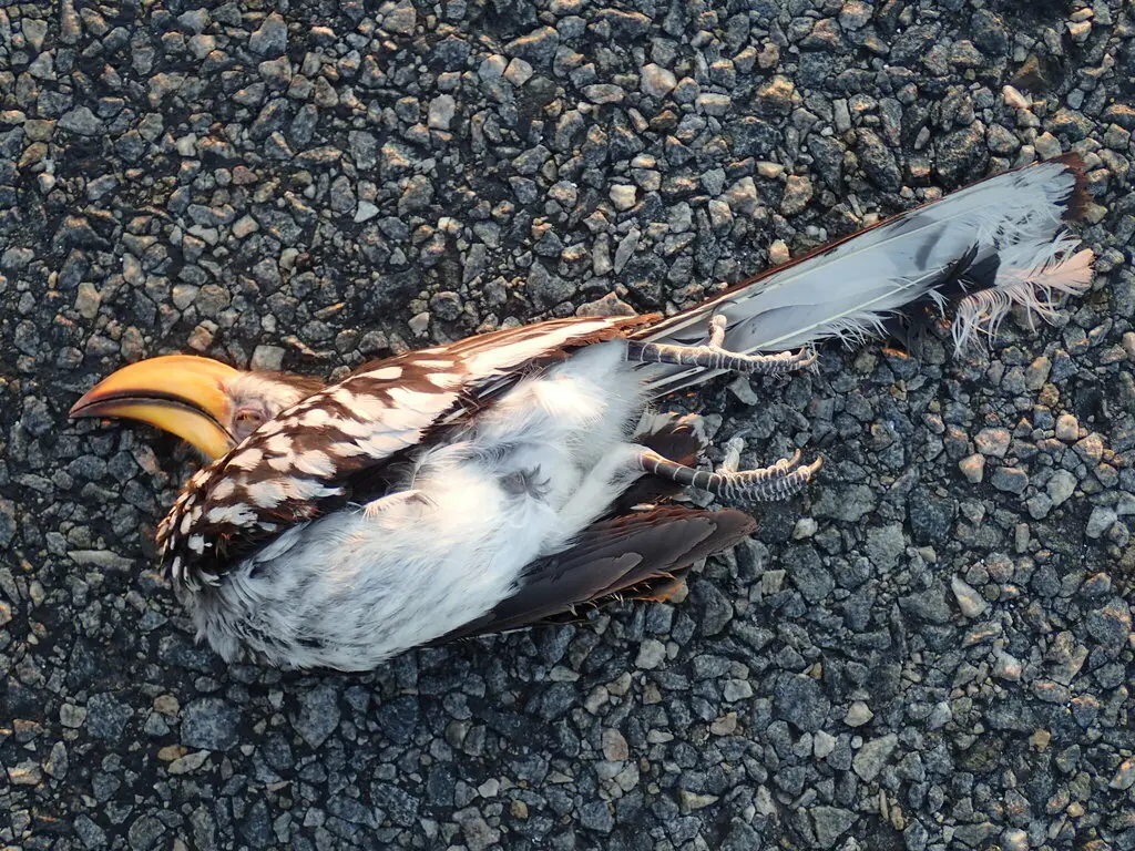 南黄弯嘴犀鸟(Tockus leucomelas)