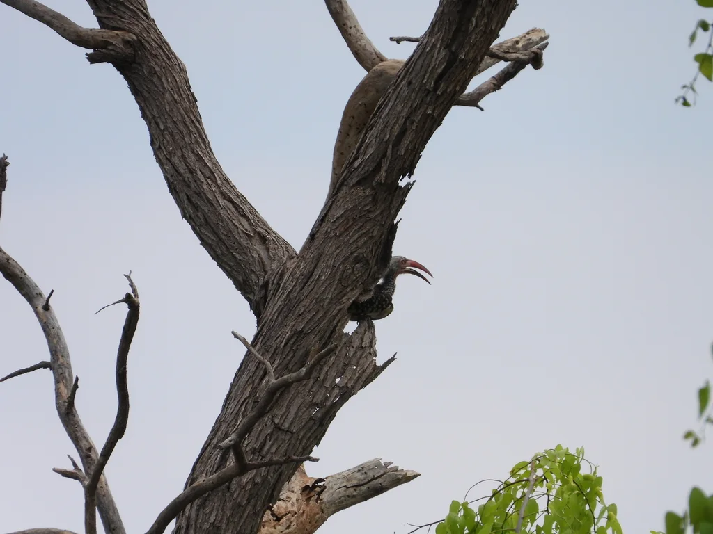南红嘴犀鸟(Tockus rufirostris)