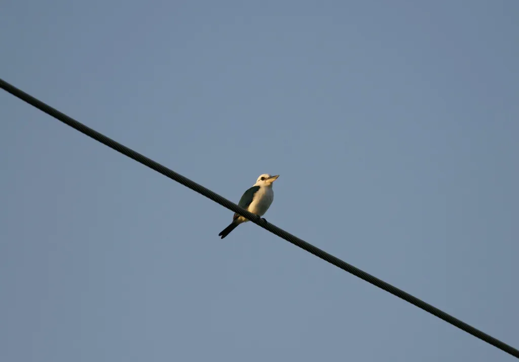 马里亚纳翡翠（Todiramphus albicilla）