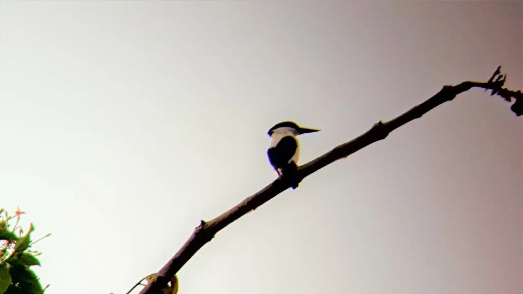 白背翡翠(Todiramphus albonotatus)