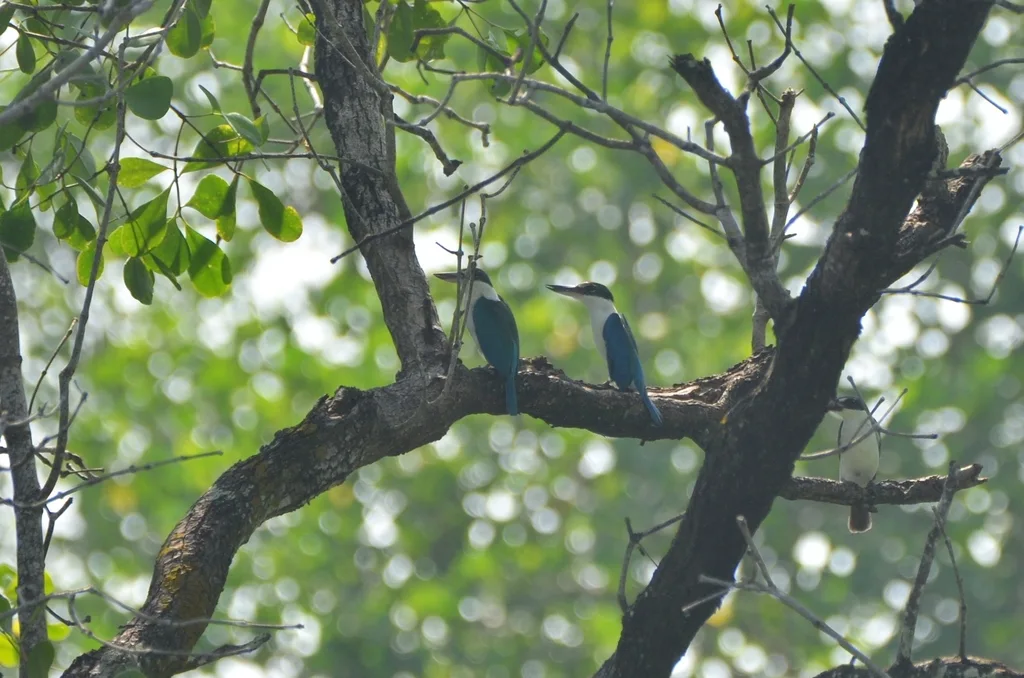 白领翡翠(Todiramphus chloris)