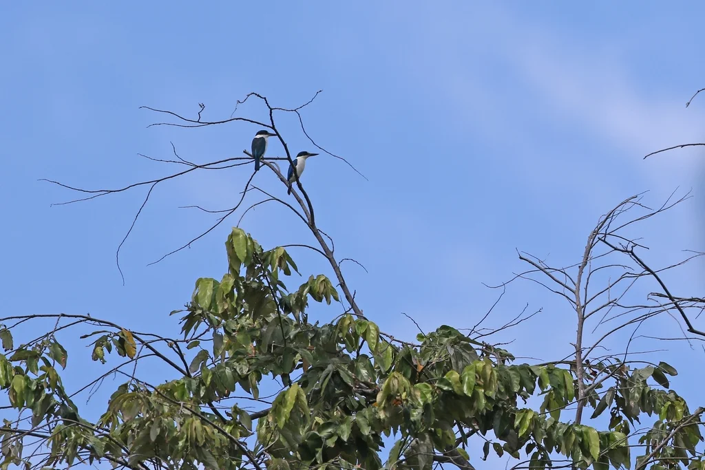 暗色翡翠(Todiramphus enigma)