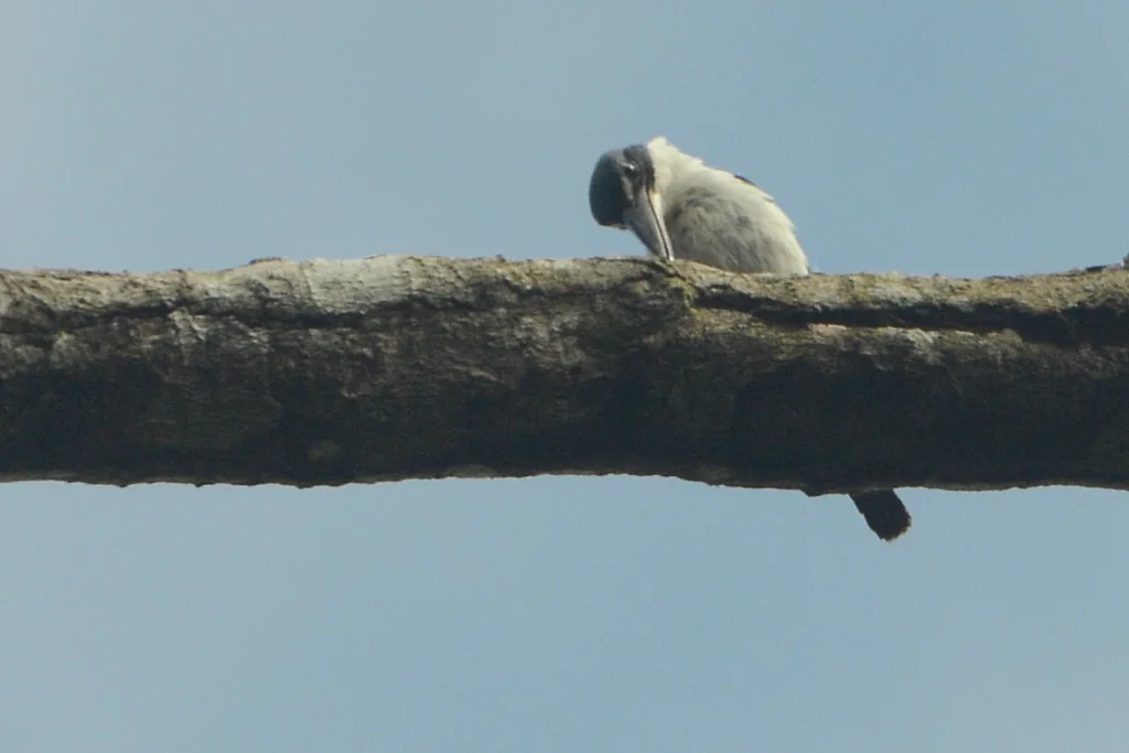 暗色翡翠(Todiramphus enigma)