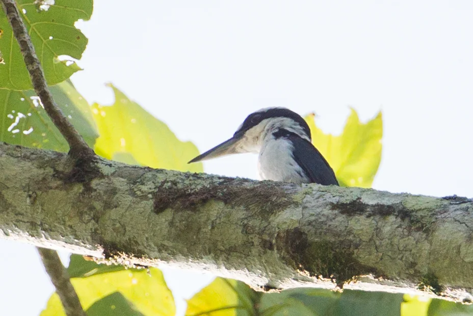 淡黑翡翠(Todiramphus funebris)