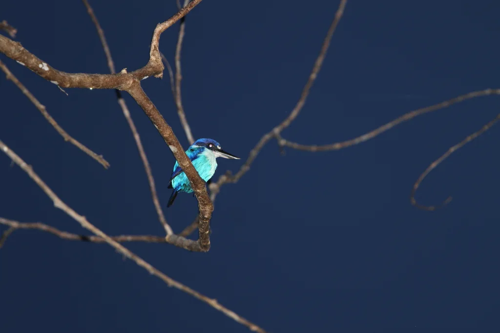 南摩鹿加翡翠（Todiramphus lazuli）