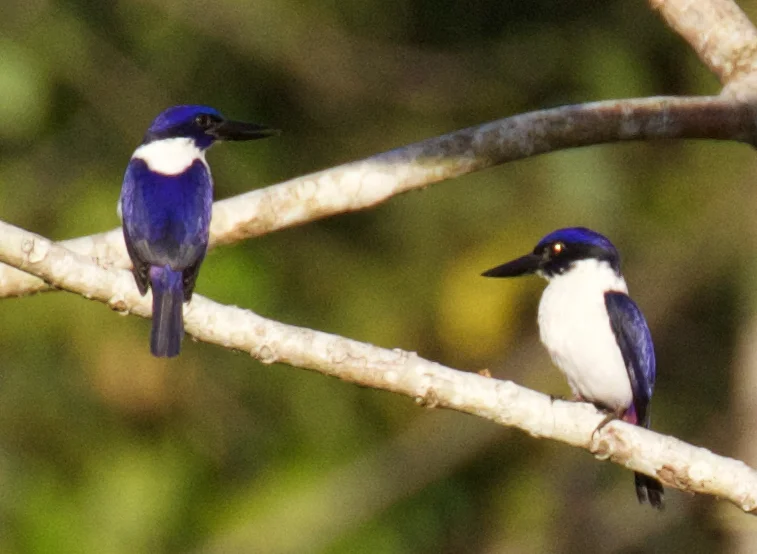 深蓝翡翠(Todiramphus leucopygius)