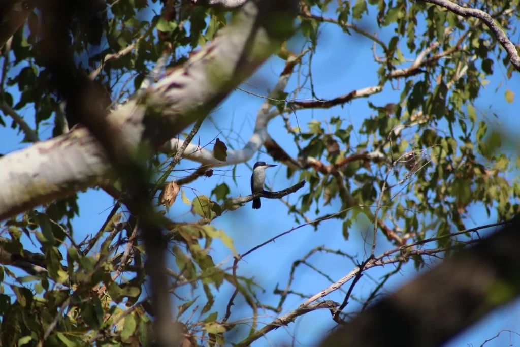 林翡翠(Todiramphus macleayii)