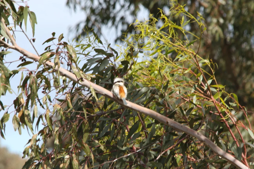 红背翡翠（Todiramphus pyrrhopygius）