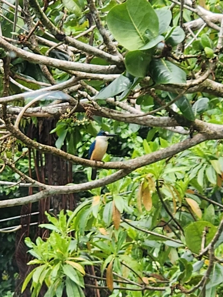 扁嘴翡翠(Todiramphus recurvirostris)