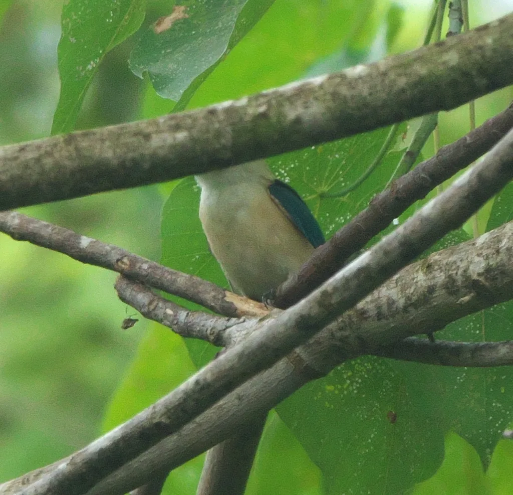 扁嘴翡翠(Todiramphus recurvirostris)