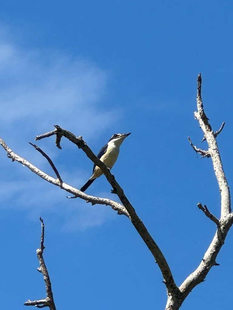 太平洋翡翠(Todiramphus sacer)