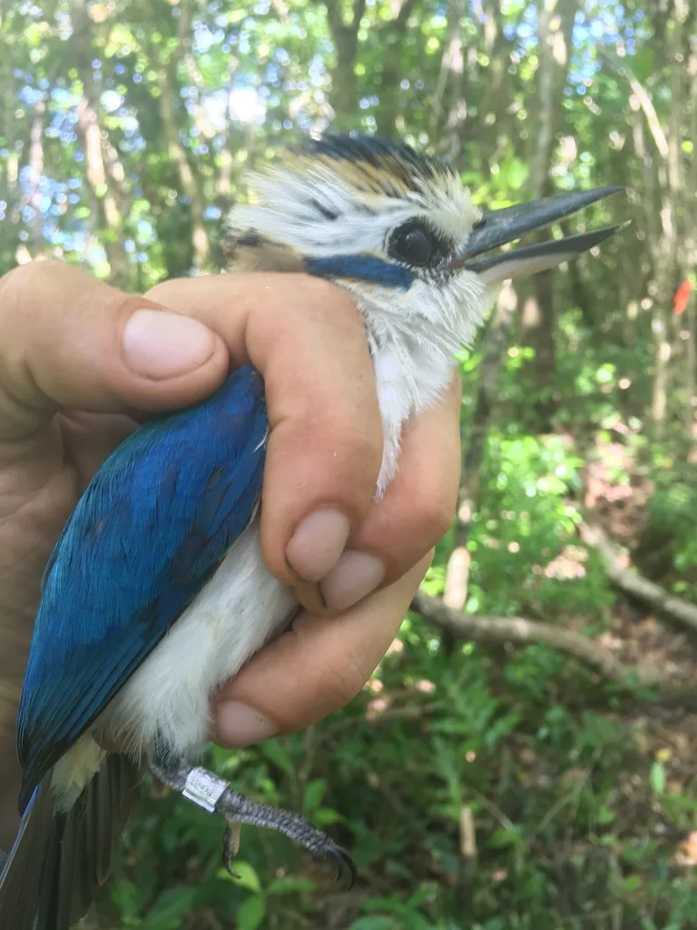 太平洋翡翠(Todiramphus sacer)