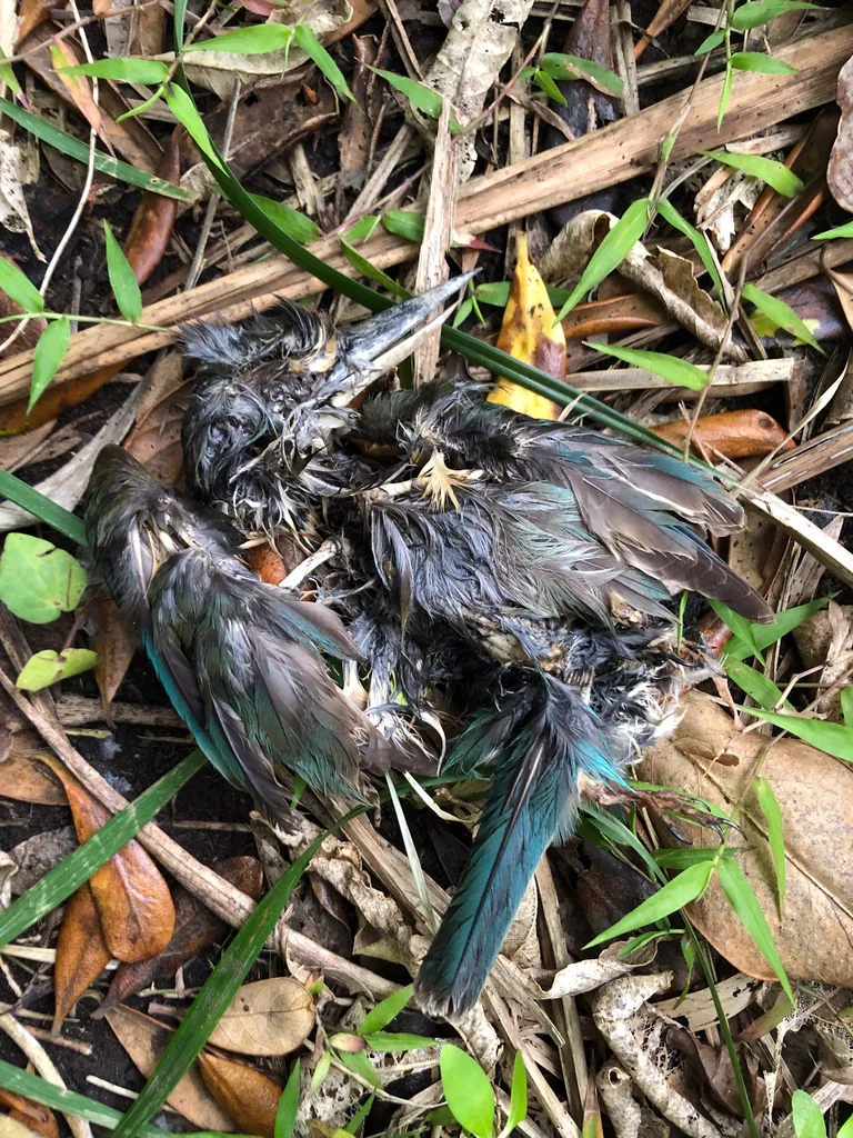 白眉翡翠(Todiramphus sanctus)