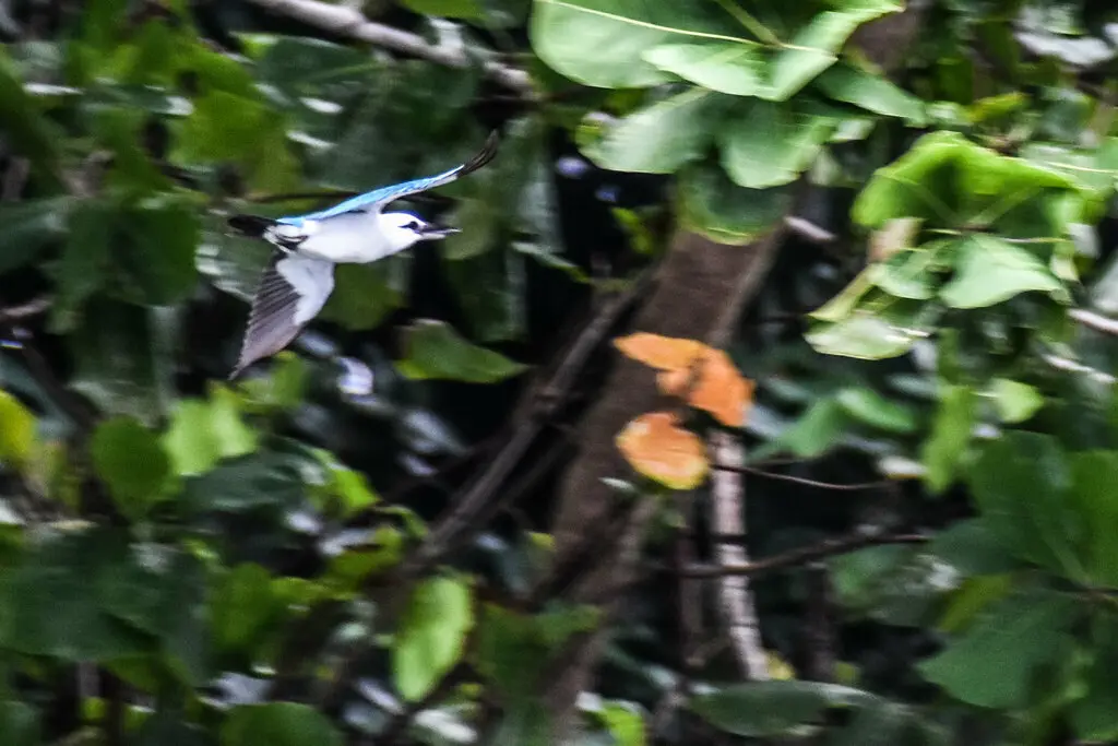 白头翡翠(Todiramphus saurophagus)