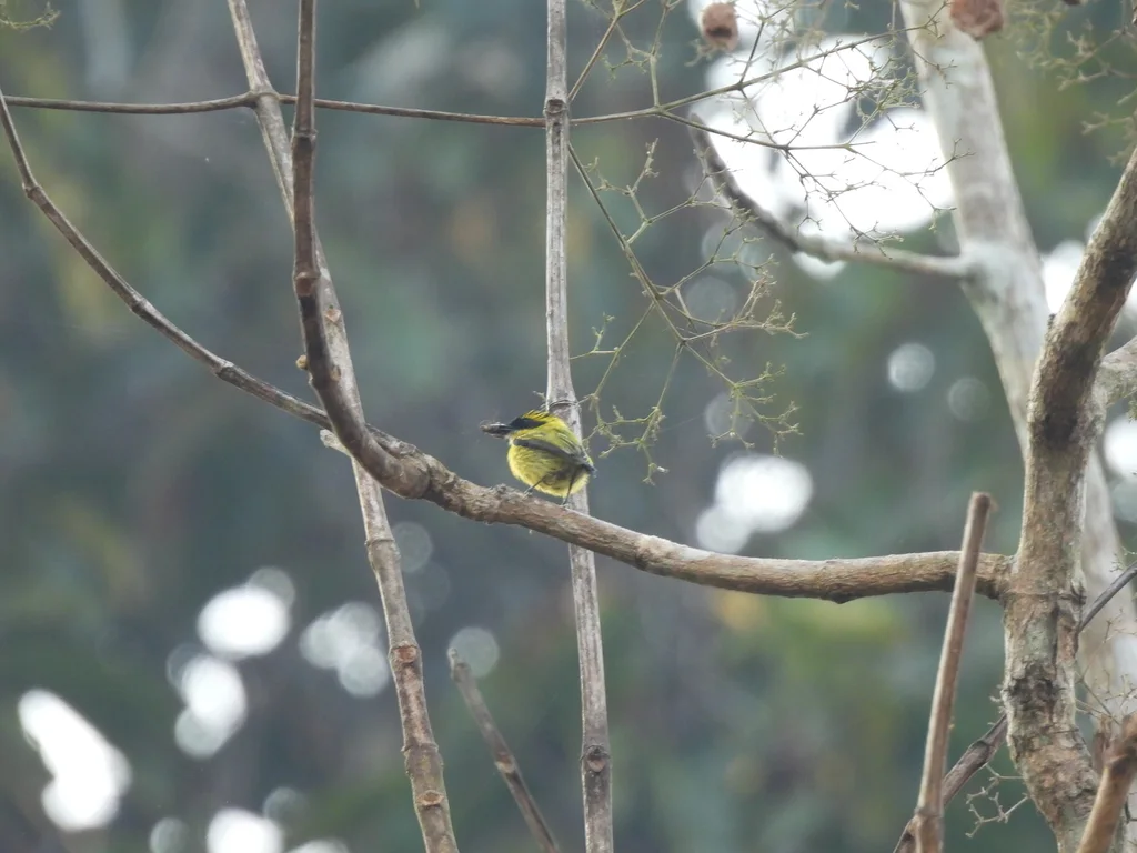 黄眉哑霸鹟(Todirostrum chrysocrotaphum)