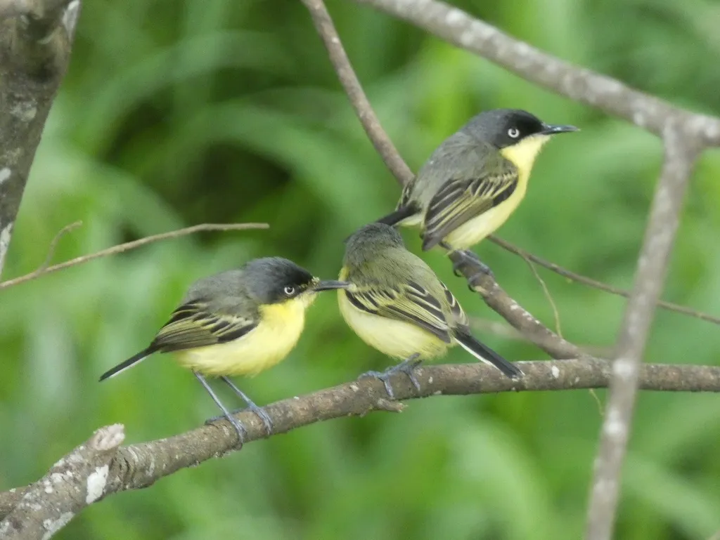 哑霸鹟(Todirostrum cinereum)