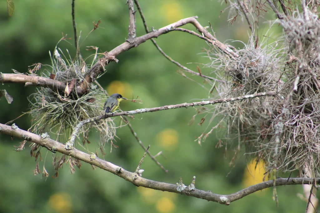 哑霸鹟(Todirostrum cinereum)
