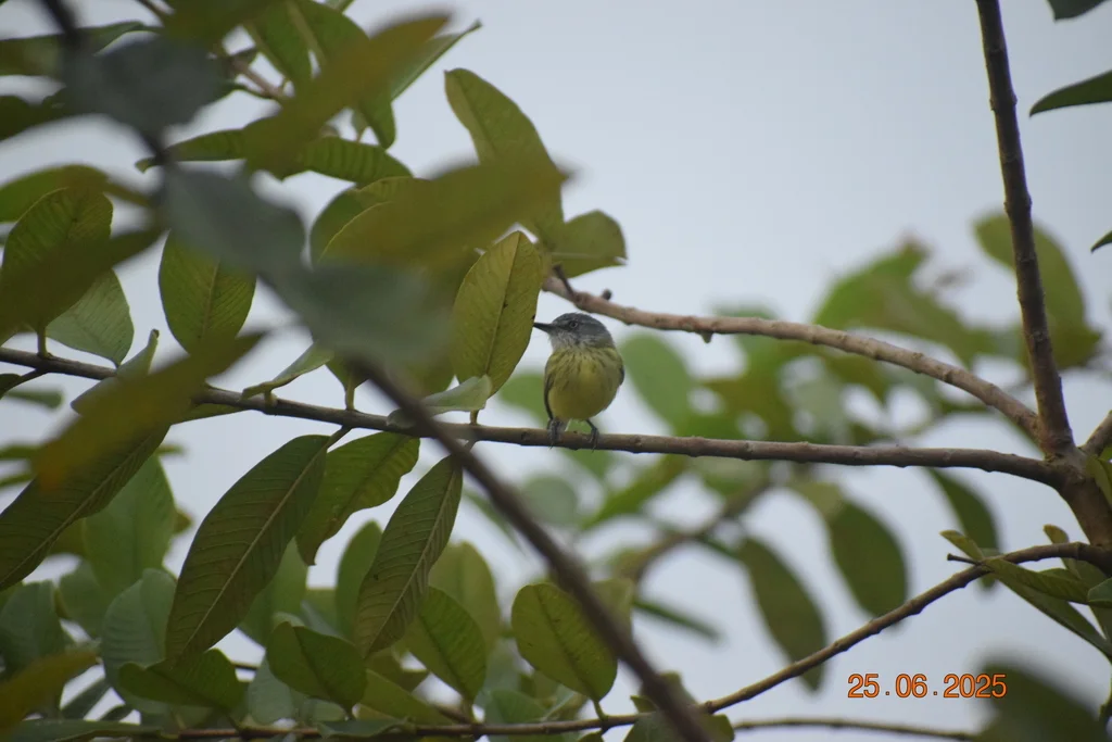 斑哑霸鹟(Todirostrum maculatum)