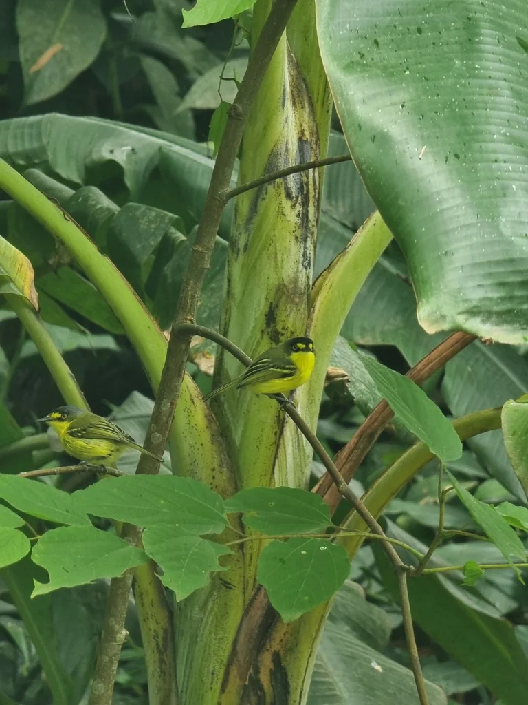 灰头哑霸鹟(Todirostrum poliocephalum)