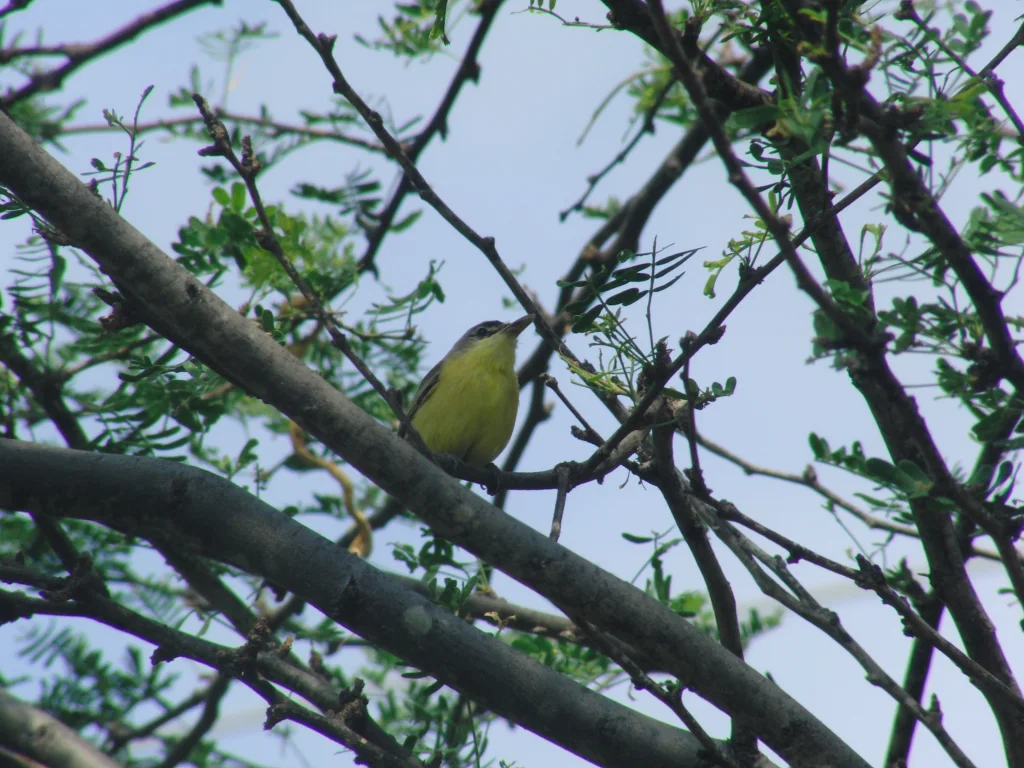 短尾哑霸鹟(Todirostrum viridanum)