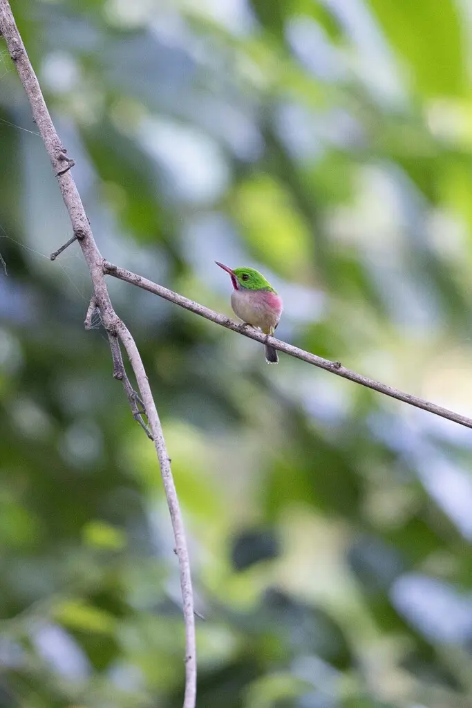 阔嘴短尾鴗(Todus subulatus)