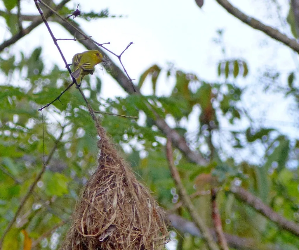 黄胸霸鹟(Tolmomyias flaviventris)