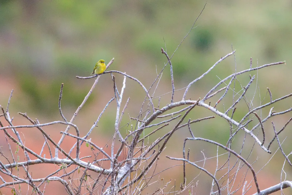 黄胸霸鹟(Tolmomyias flaviventris)