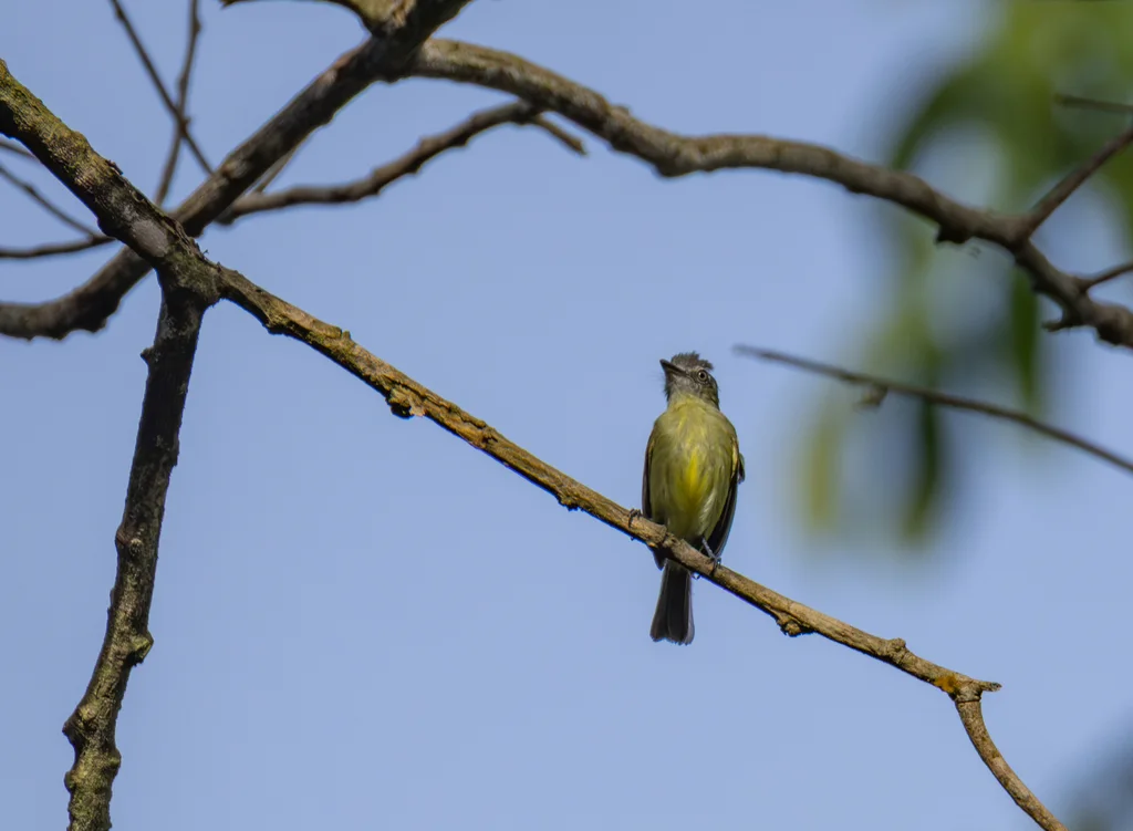 灰顶霸鹟(Tolmomyias poliocephalus)