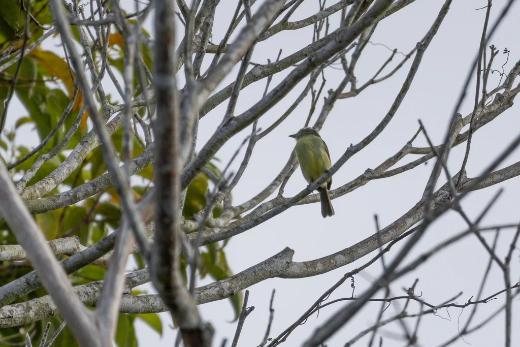 灰顶霸鹟(Tolmomyias poliocephalus)