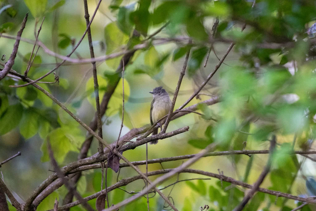 黄绿霸鹟(Tolmomyias sulphurescens)
